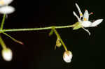 Michaux's saxifrage